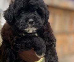 Miniature poodle puppies for sale