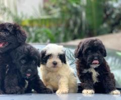 Miniature poodle puppies for sale