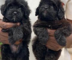 Miniature poodle puppies for sale