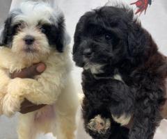 Miniature poodle puppies for sale