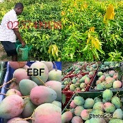 Mango seedlings